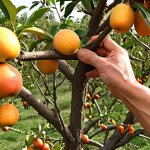 **Pruning for Healthy Growth:** An image showing hands pruning a fruit tree after harvest, focusing on removing damaged branches to encourage new growth.