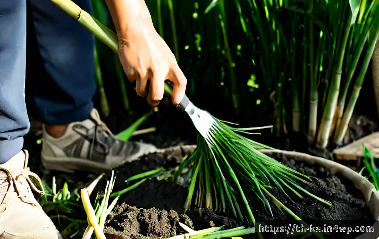 Home 17 다년생 식용 식물의 수확 시기와 방법 - Photorealistic Thai home garden at early morning, close-up of a gardener harvesting mature lemongras...